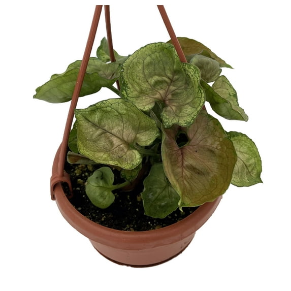 Mango Allusion Arrowhead Plant - Syngonium/Nepthytis - 4" Mini Hanging Basket