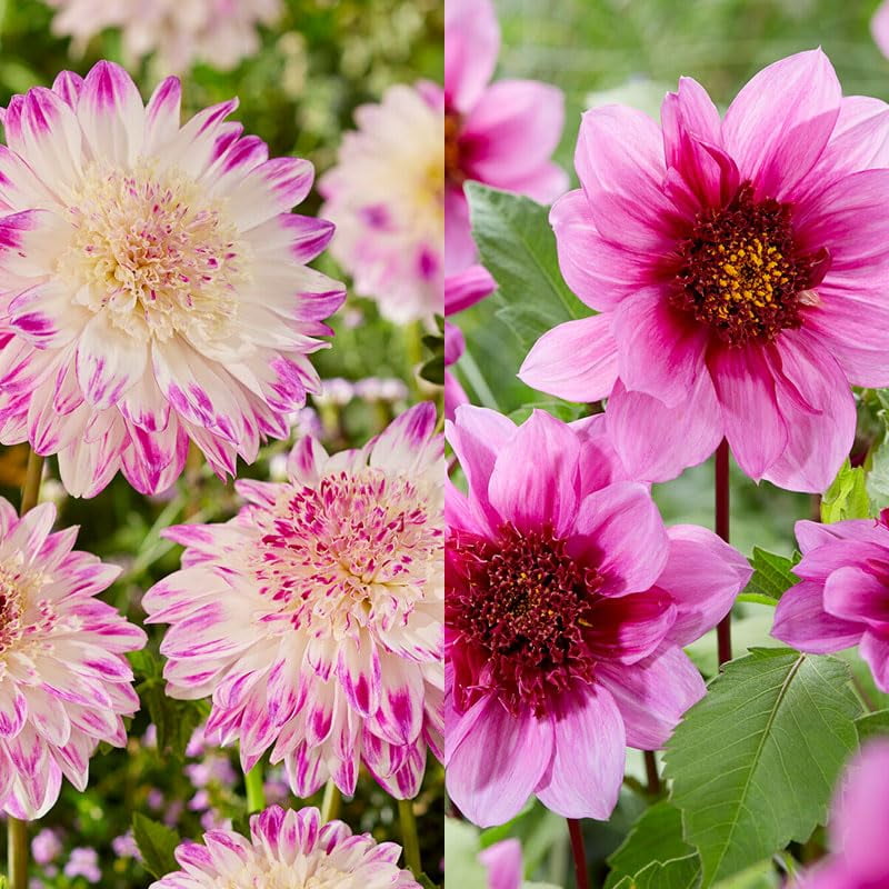 Mango Powder Puff Dahlia Blend Flower Bulbs 5 per Pack Blooms All
