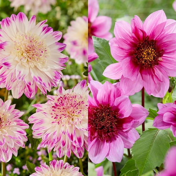 Mango Powder Puff Dahlia Blend Flower Bulbs - 5 per Pack - Blooms All Summer - Ready to Plant - Grows Well in Containers - Attracts Butterflies and Hummingbirds