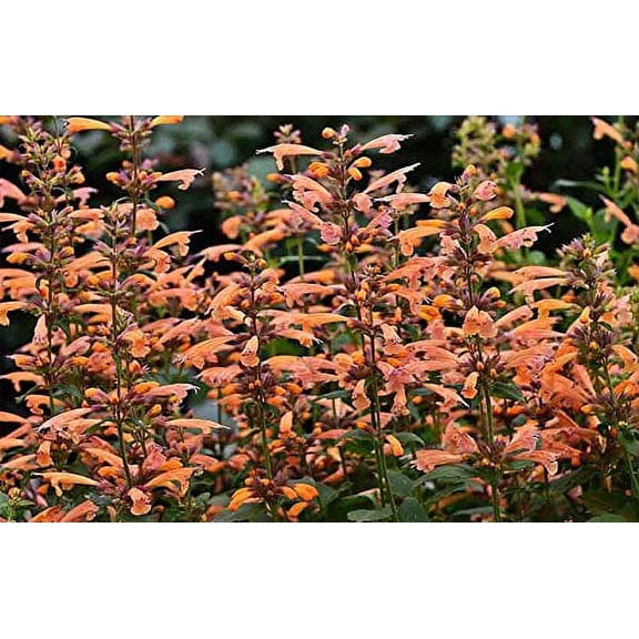 Mango Tango Hummingbird Mint - Agastache - Anise Hyssop - Quart Pot - Hardy