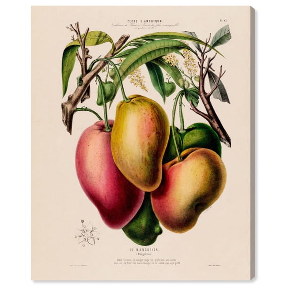 Mangoes by Etienne Denisse Canvas Vintage Botanical by Art Remedy, Gallery Wrapped, 24 x 30