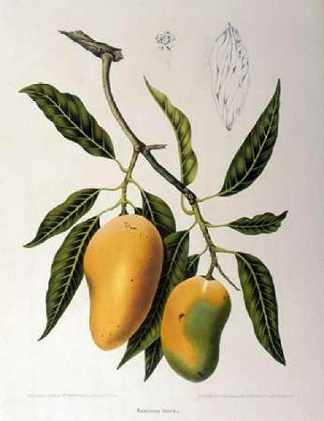 Mangosteen Canvas Art - Madame Van Nooten (22 x 28)