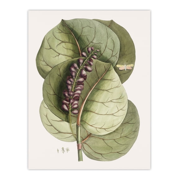 Mangrove Grape Tree Vintage Botanical Catesby Wall Art Poster Print