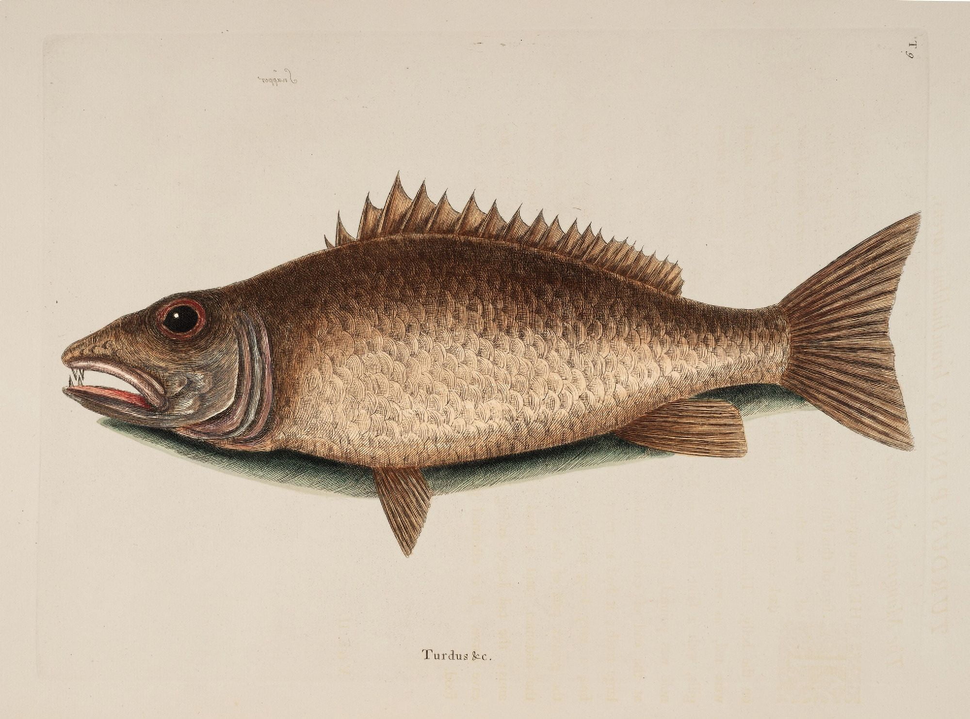Mangrove Snapper Canvas Art - Mark Catesby (18 x 24)
