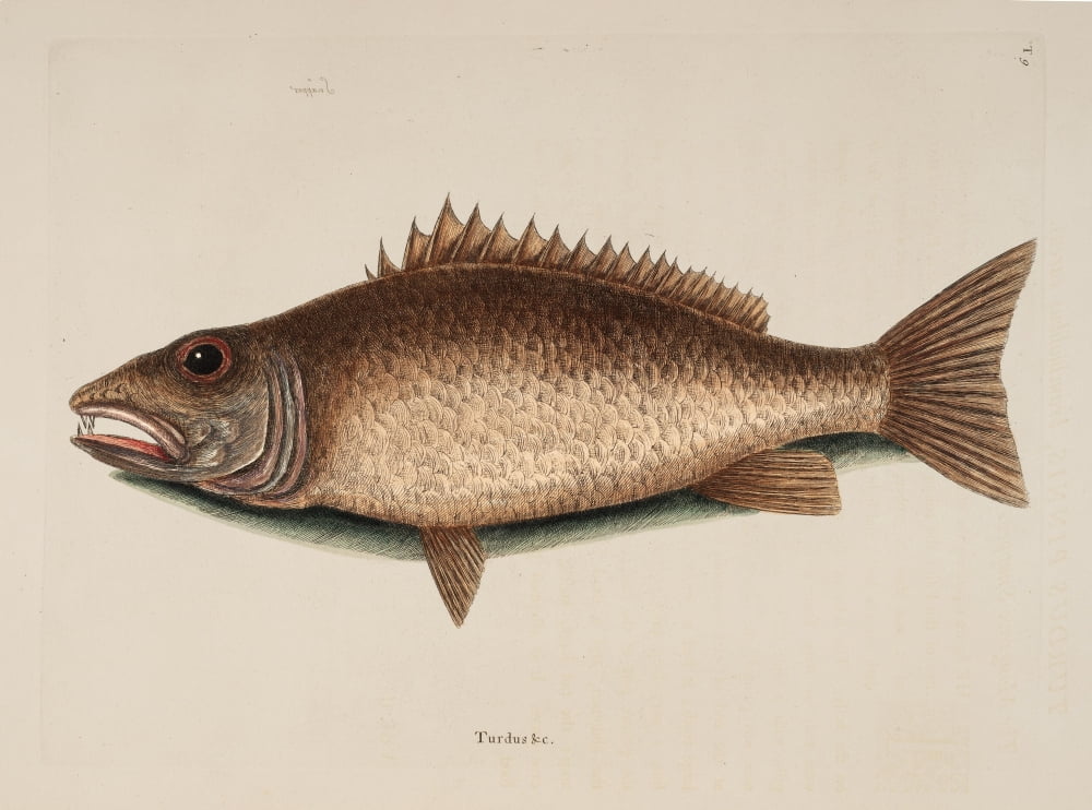 Mangrove Snapper Canvas Art - Mark Catesby (24 x 36)