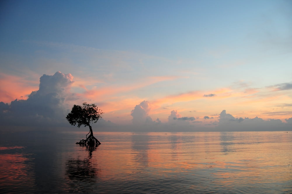 Mangrove Tree In Water At Sunrise Bali Indonesia Canvas Art - Cindy Pichette Design Pics (17 x 11)