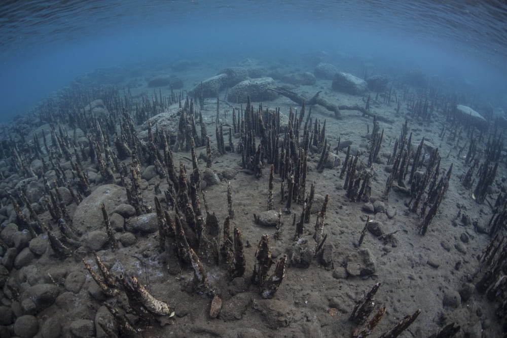 Mangrove roots rise from the seafloor of an island in Indonesia Canvas Art - Ethan DanielsStocktrek Images (18 x 12)