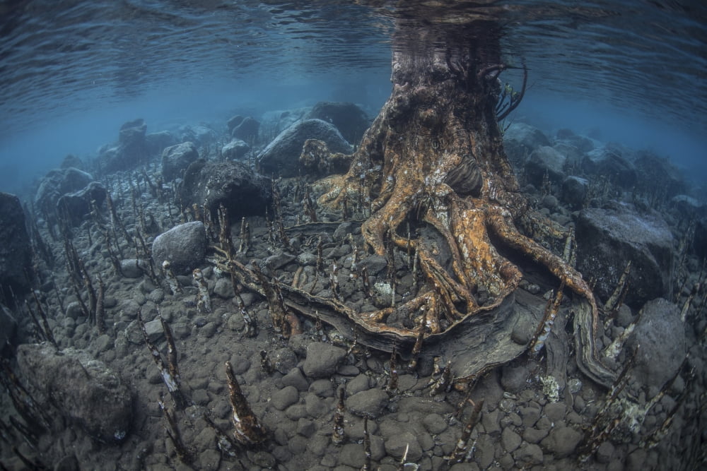 Mangrove roots rise from the seafloor of an island in Indonesia Canvas Art - Ethan DanielsStocktrek Images (18 x 12)