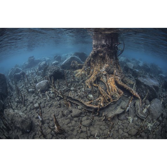 Mangrove roots rise from the seafloor of an island in Indonesia Canvas Art - Ethan DanielsStocktrek Images (35 x 24)