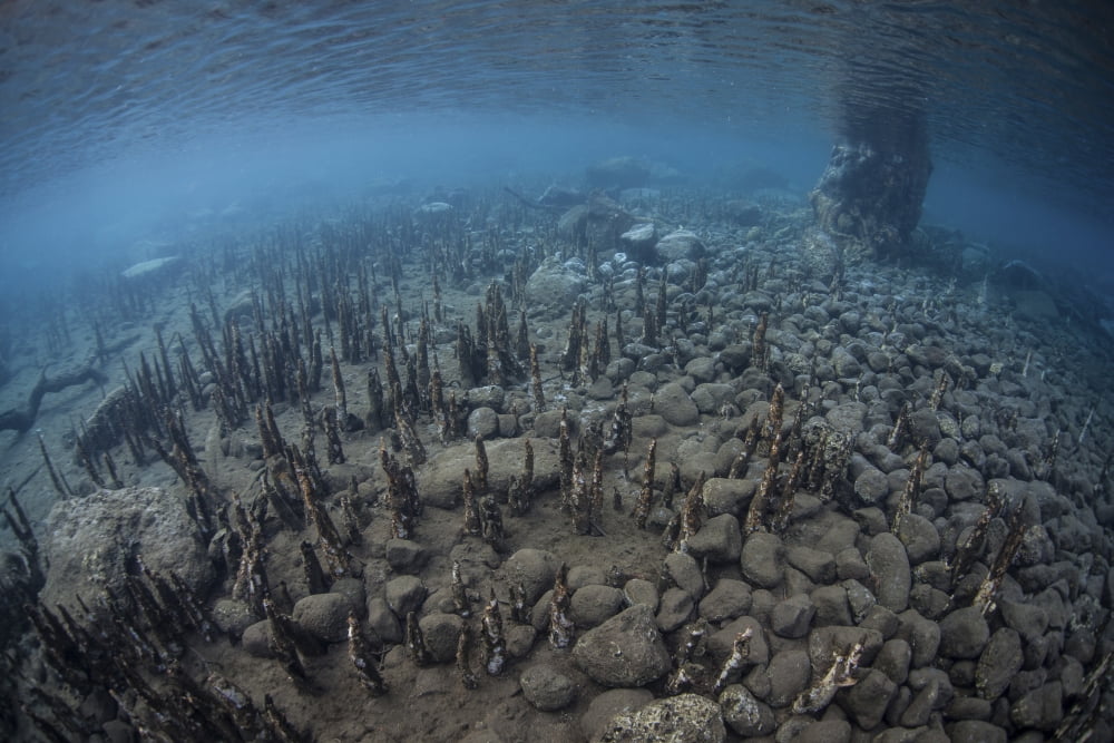Mangrove roots rise from the seafloor of an island in Indonesia Canvas Art - Ethan DanielsStocktrek Images (35 x 24)