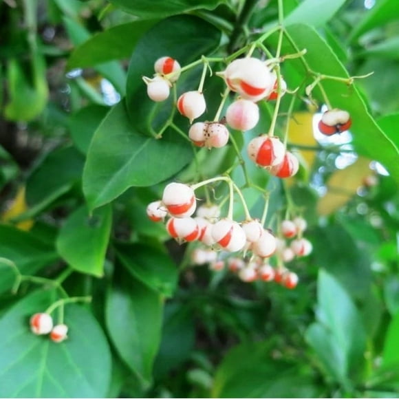 Manhattan Euonymus Live Plant 7-12" Tall in 2.5" Pot - Evergreen Shrub for Outdoor Garden