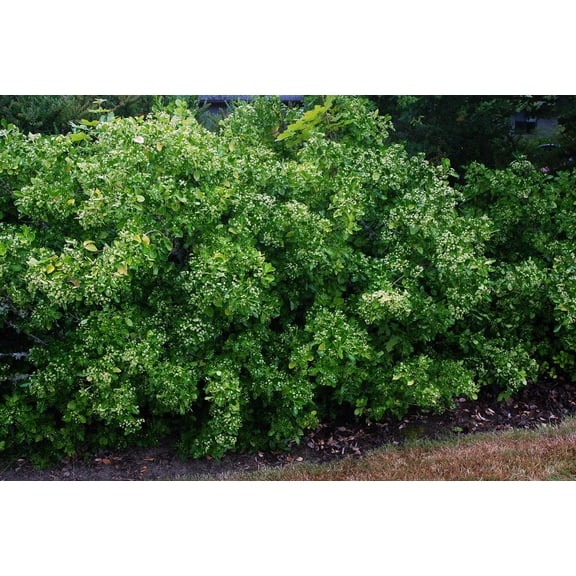 Manhattan Spreading Euonymus-Dense Foliage for Hedges and Borders 3 Gallon