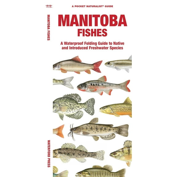 Manitoba Fishes : A Waterproof Folding Guide to Native and Introduced Freshwater Species (Paperback)