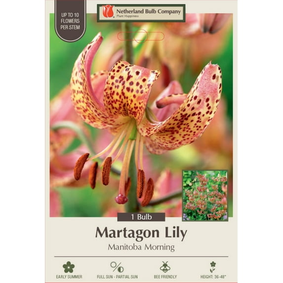 Manitoba Morning Turks Cap Lily - 1 Bulb - Lilium martagon - Hardy! - 14/+ cm Bulb