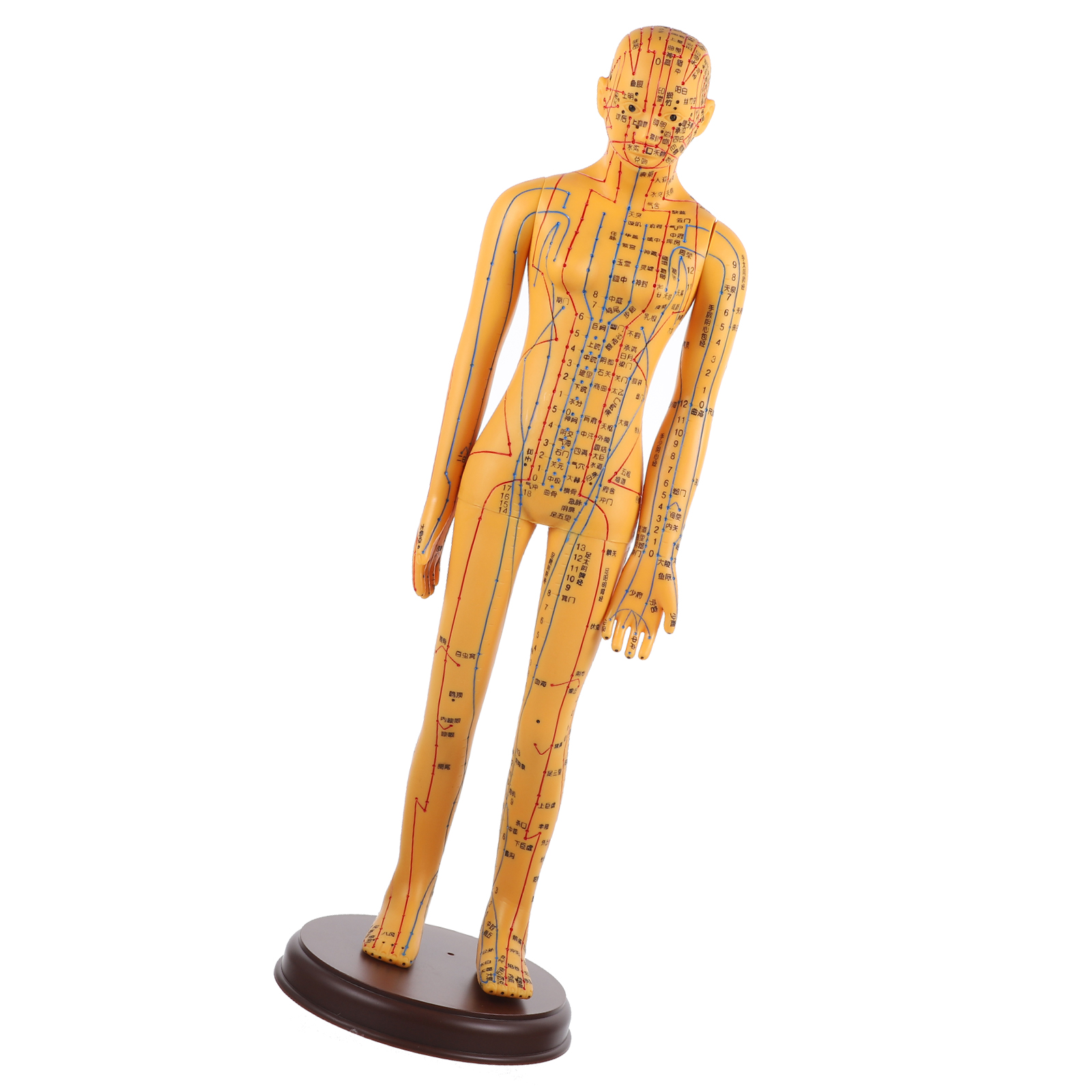 Mannequin Human Body Acupoint Model Anatomy Female Bones Structures Medical Acupuncture Models