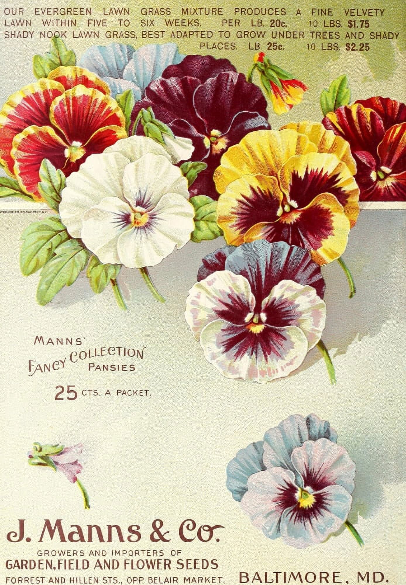 Manns Superior Seeds 1914 Pansies Canvas Art - (24 x 36)