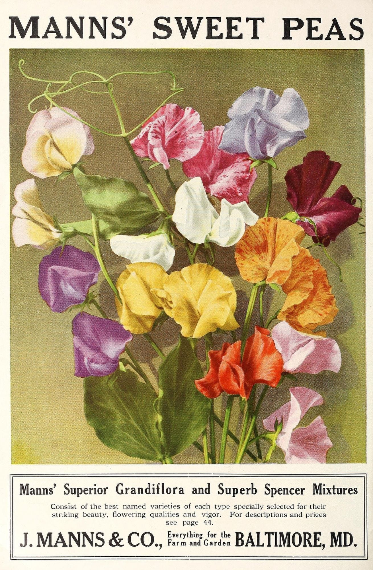 Manns Superior Seeds 1922 Sweet Peas Canvas Art -  (24 x 36)