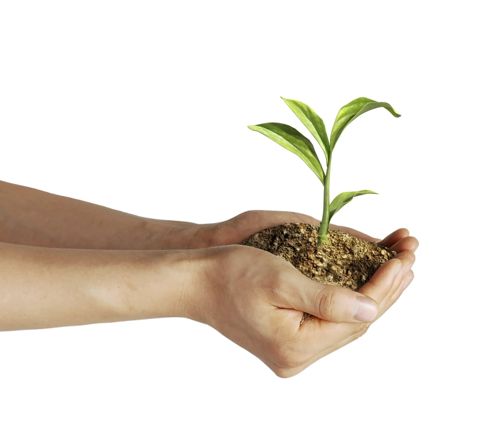 Mans hands holding soil with a little growing green plant Canvas Art - Leonello CalvettiStocktrek Images (31 x 27)