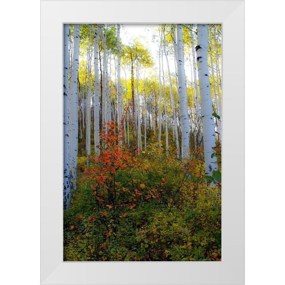 Mansfield, Kathy 11x14 White Modern Wood Framed Museum Art Print Titled - Aspen in the Day