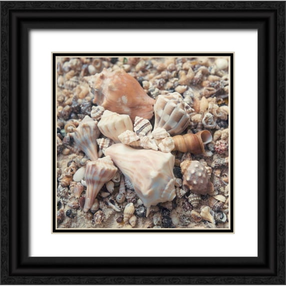 Mansfield, Kathy 12x12 Black Ornate Wood Framed with Double Matting Museum Art Print Titled - Shell Collection II