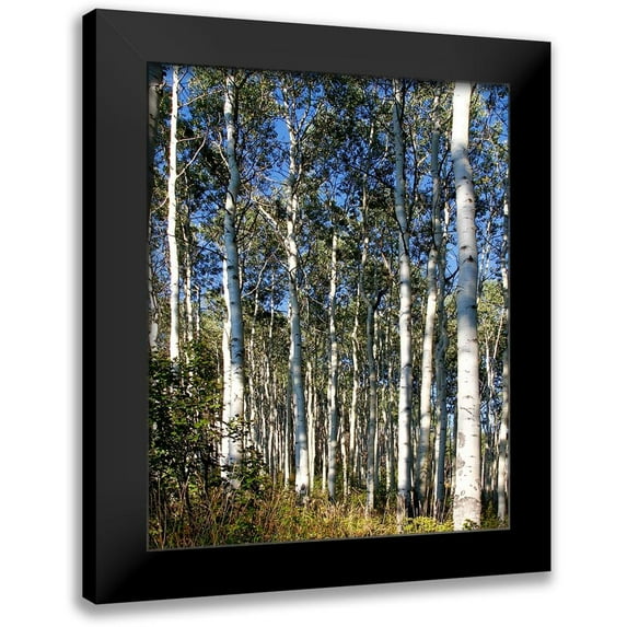Mansfield, Kathy 12x14 Black Modern Framed Museum Art Print Titled - Aspen Grove II