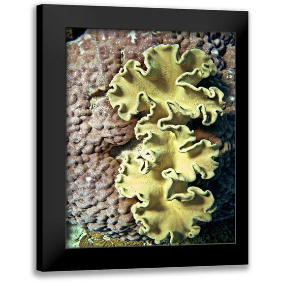 Mansfield, Kathy 12x14 Black Modern Framed Museum Art Print Titled - Barrier Reef Coral IV