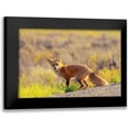 thumbnail image 1 of Mansfield, Kathy 14x11 Black Modern Framed Museum Art Print Titled - Curious Fox, 1 of 5