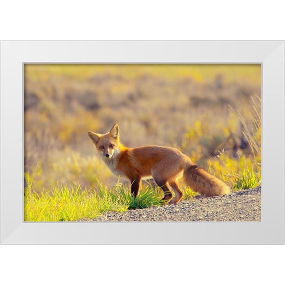 Mansfield, Kathy 14x11 White Modern Wood Framed Museum Art Print Titled - Curious Fox