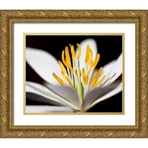 Mansfield, Kathy 14x12 Gold Ornate Wood Framed with Double Matting Museum Art Print Titled - White Puccoon I