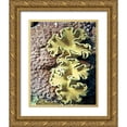 thumbnail image 1 of Mansfield, Kathy 15x18 Gold Ornate Wood Framed with Double Matting Museum Art Print Titled - Barrier Reef Coral IV, 1 of 4