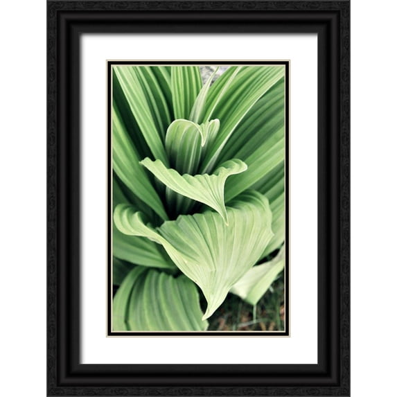 Mansfield, Kathy 17x24 Black Ornate Wood Framed with Double Matting Museum Art Print Titled - Green Leaf Blooms I