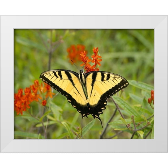 Mansfield, Kathy 18x15 White Modern Wood Framed Museum Art Print Titled - Black Yellow Butterfly I
