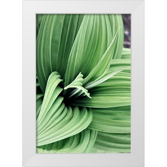 Mansfield, Kathy 18x24 White Modern Wood Framed Museum Art Print Titled - Green Leaf Blooms II