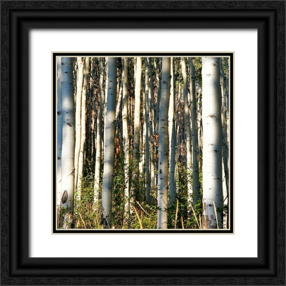 Mansfield, Kathy 20x20 Black Ornate Wood Framed with Double Matting Museum Art Print Titled - Aspen Grove I