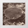 thumbnail image 1 of Mansfield, Kathy 26x26 White Modern Wood Framed Museum Art Print Titled - Sepia Barrier Reef Coral II, 1 of 4
