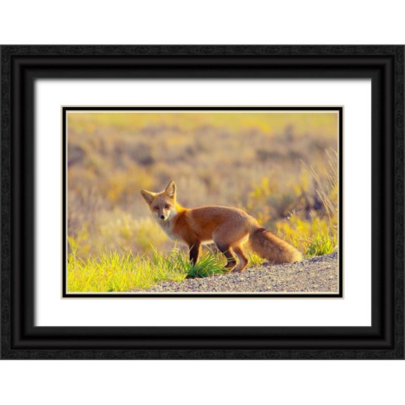 Mansfield, Kathy 32x23 Black Ornate Wood Framed with Double Matting Museum Art Print Titled - Curious Fox