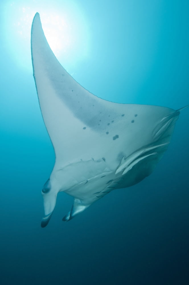 Manta Ray Ari and Male Atoll Maldives Canvas Art - Mathieu MeurStocktrek Images (12 x 18)