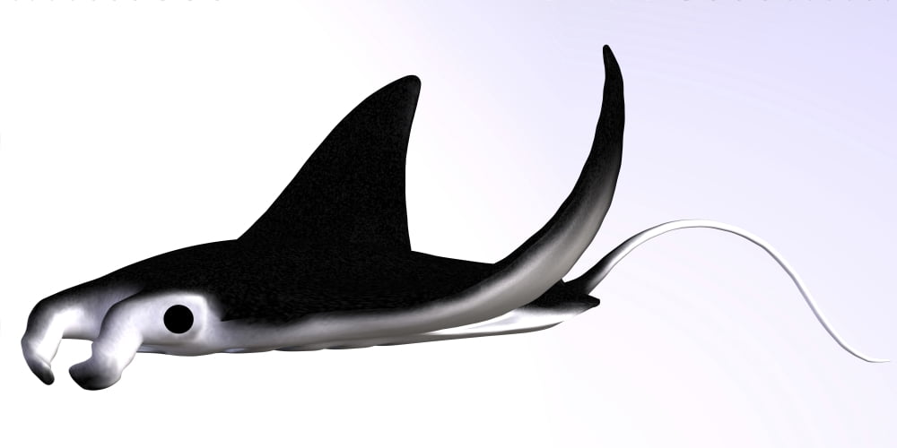 Manta Ray Canvas Art - Corey FordStocktrek Images (20 x 10)