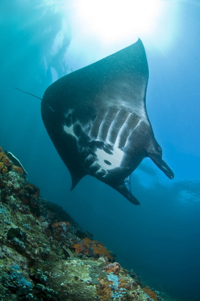 Manta Ray Komodo Indonesia Canvas Art - Mathieu MeurStocktrek Images (12 x 18)