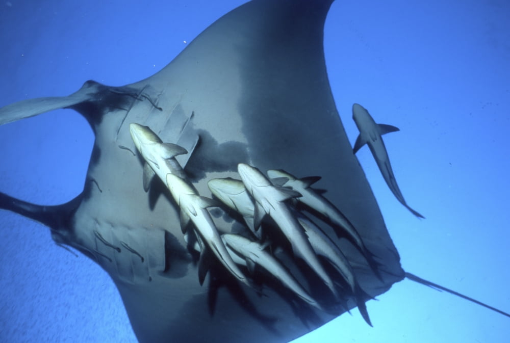 Manta Ray and group of cobia fish Thailand Canvas Art - Beverly FactorStocktrek Images (34 x 23)
