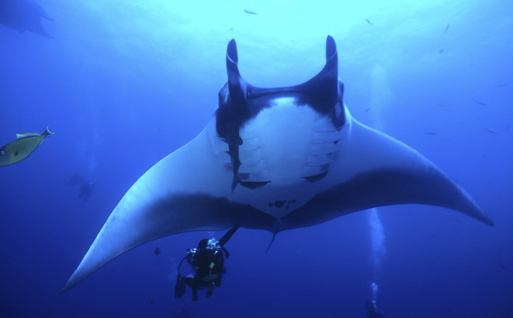 Manta Ray and scuba diver Socorro Island Canvas Art - Beverly FactorStocktrek Images (18 x 11)