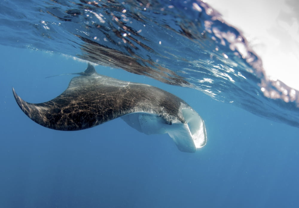 Manta Ray off coast of Isla Mujeres Mexico Canvas Art - Karen DoodyStocktrek Images (34 x 24)