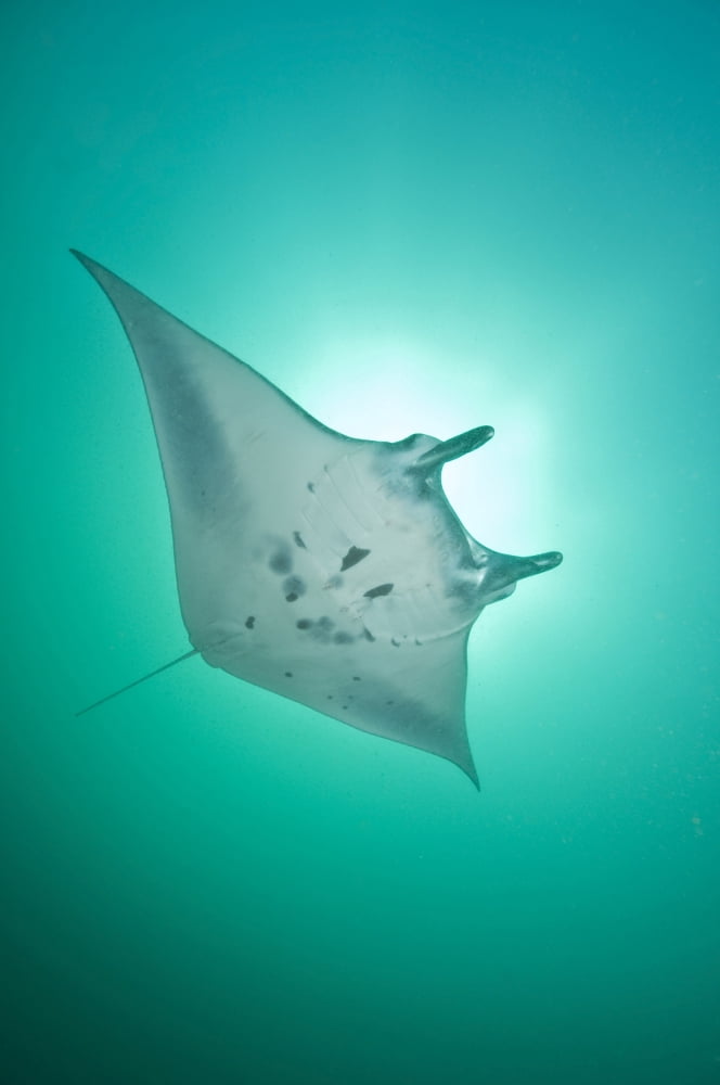 Manta Ray with white belly Komodo Indonesia Canvas Art - Mathieu MeurStocktrek Images (12 x 18)