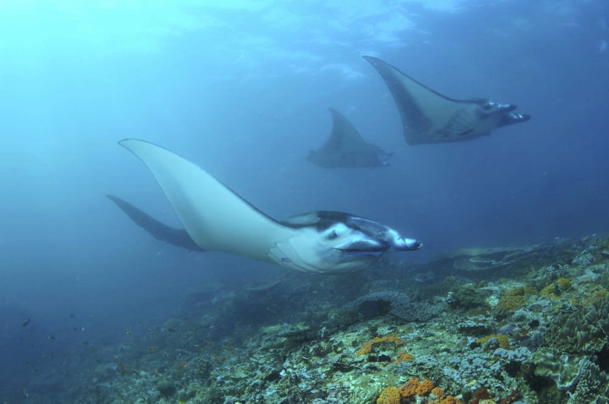Manta Rays Komodo Indonesia Canvas Art - Mathieu MeurStocktrek Images (18 x 12)