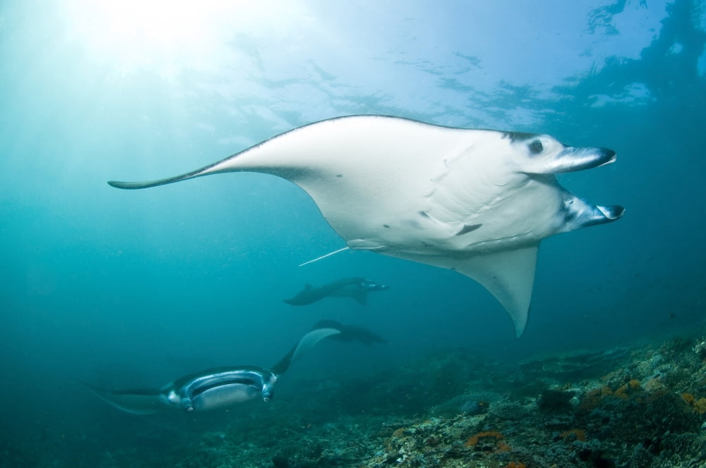 Manta Rays Komodo Indonesia Canvas Art - Mathieu MeurStocktrek Images (18 x 12)