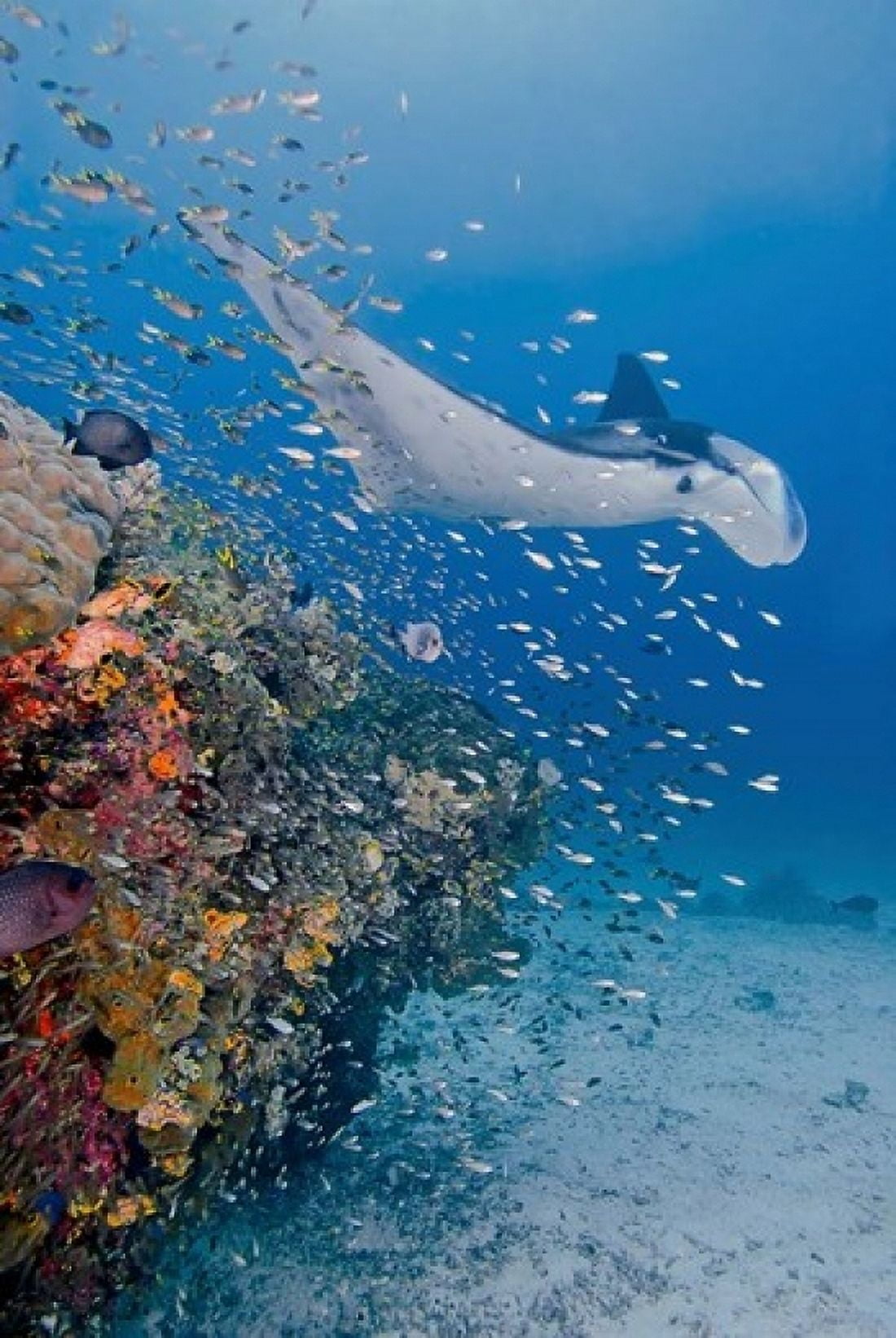 Manta ray fish and coral Raja Ampat Papua Indonesia Canvas Art - Jaynes Gallery DanitaDelimont (24 x 36)