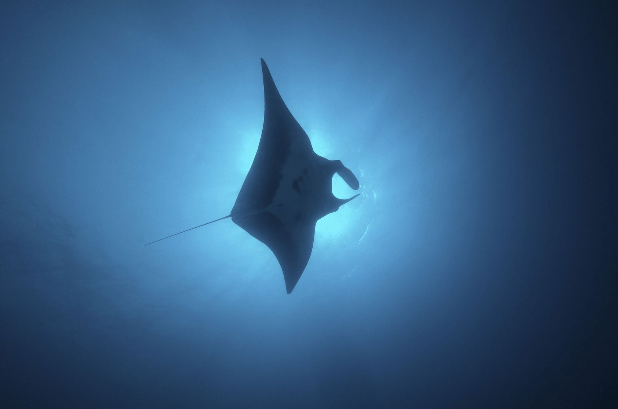 Manta ray gliding through sunburst Canvas Art - Brent BarnesStocktrek Images (17 x 12)