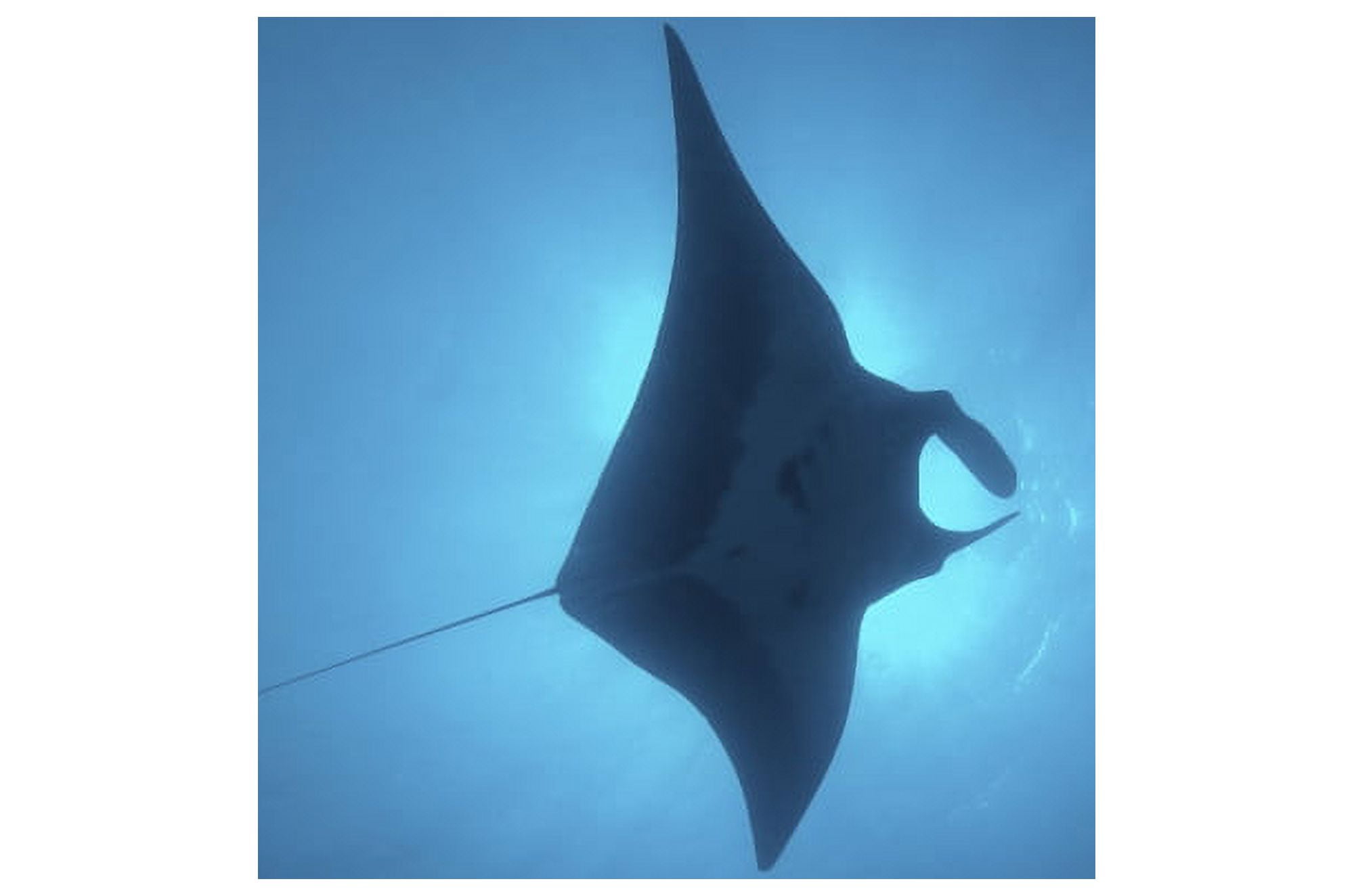 Manta ray gliding through sunburst Canvas Art - Brent BarnesStocktrek Images (34 x 23)