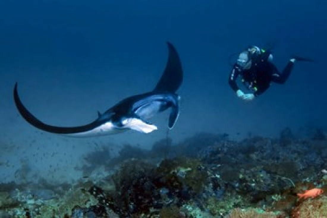 Manta ray swims past scuba diver Komodo NP Indonesia Canvas Art - Jaynes Gallery DanitaDelimont (20 x 13)