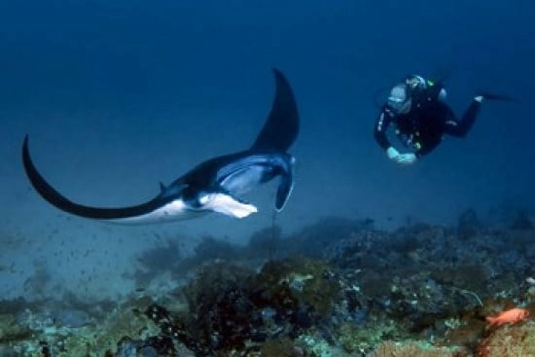 Manta ray swims past scuba diver Komodo NP Indonesia Canvas Art - Jaynes Gallery DanitaDelimont (36 x 24)